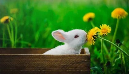 开云下载-九游体育入口：开启专业体育娱乐的新纪元